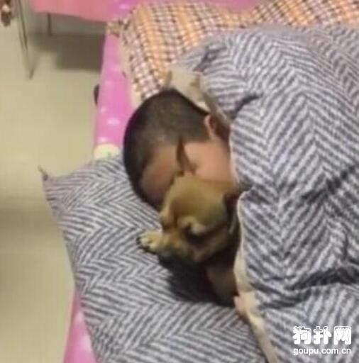 小主人挨揍，獲狗狗貼身守衛，翻臉不認主
