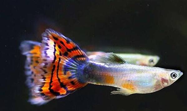 孔雀魚交配過程