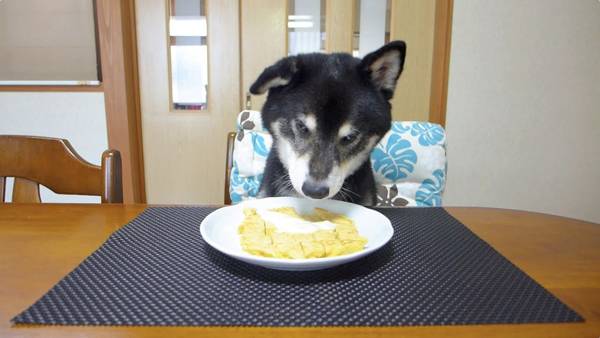 柴犬吃什么狗糧好
