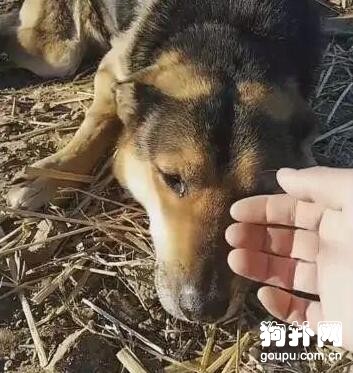 狗狗被栓養長達10年，鐵鏈被解開的瞬間淚流不止