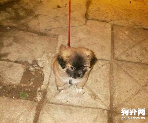 撿的狗狗怎么都養不大，愁死我了