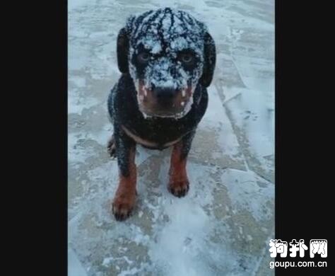 外面下著雪，狗狗非要出去玩，然后就成這樣了......