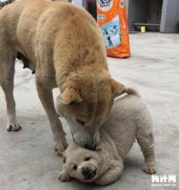 狗狗才生一只，作為獨生子女的小奶狗，日子過得可滋潤了