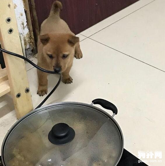 吃火鍋把流浪狗引來了，分了一半肉給它，心在滴血！