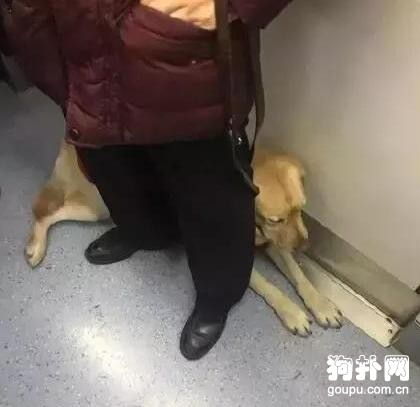 地鐵驚現導盲犬，乖巧表現惹人愛