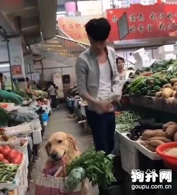 主人買菜，讓<a href=/zhonglei/gou/ target=_blank class=infotextkey>狗</a>狗提菜籃，不怕給它累壞嗎