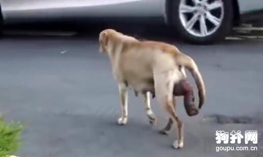 流浪狗母犬被無情驅趕，眼見著要難產，終于有好心人出手了