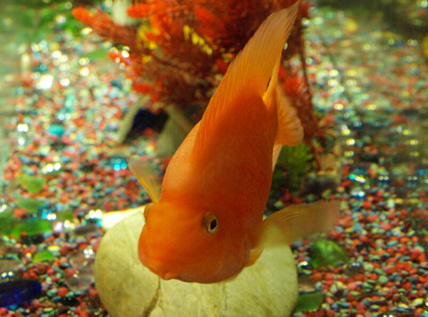 紅鸚鵡魚扎缸角怎么治