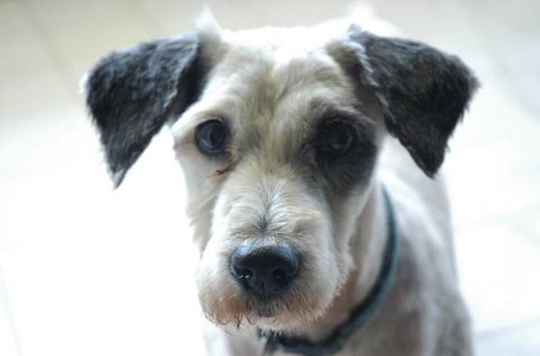 狗狗得了犬瘟能自愈嗎