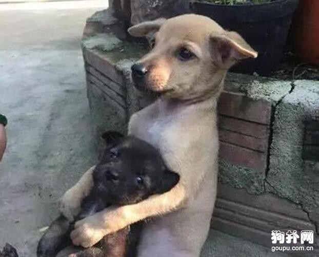 狗狗們取暖方式大公開，你家的狗子是哪種？