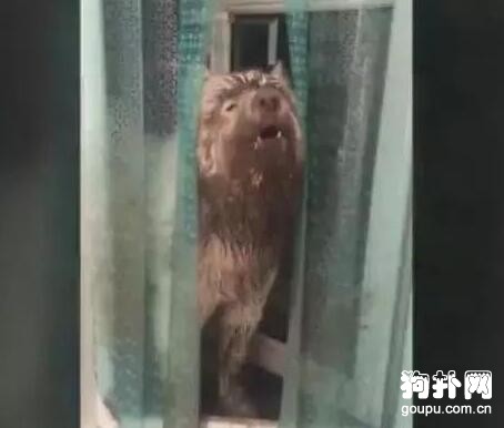狗子一身污泥回家，主人大怒，網友：干脆燉了吃肉！