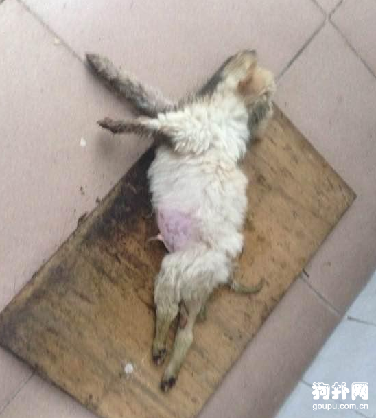 殘疾狗也是一條生命，我做不到視而不見