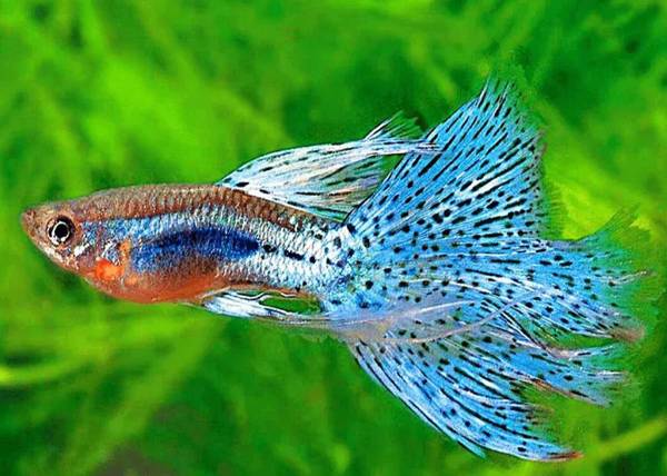 孔雀魚怎么分公母