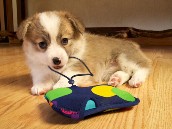 如何讓柯基犬學會握手和轉彎