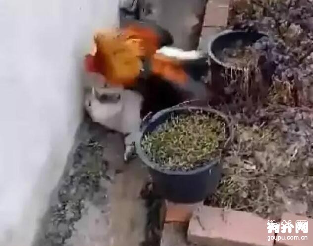狗狗招惹大公雞被虐慘，痛到懷疑狗生~~
