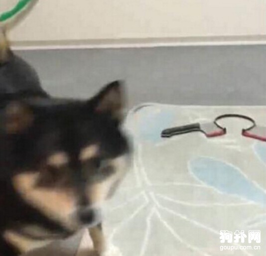 主人直播拿刀砍狗，一大波愛犬人士正在趕來......