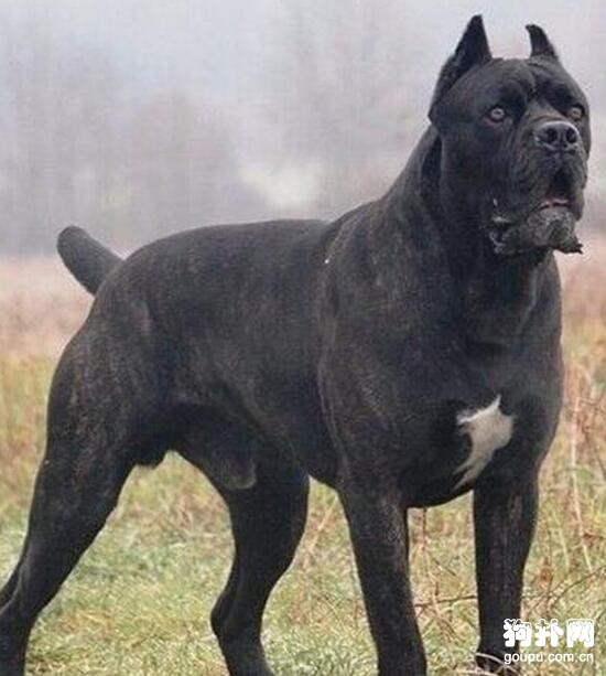 加納利犬，連主人都咬的狗你還敢養嗎？