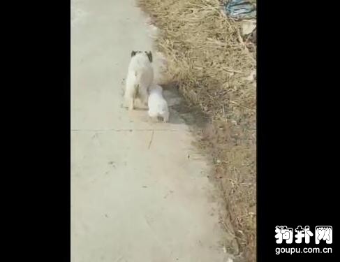 母狗看望自己被送養的孩子，小家伙一見面就要奶喝