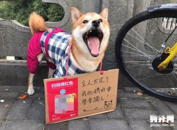 有個不靠譜的主人，狗狗被迫江湖賣藝，自己養自己！