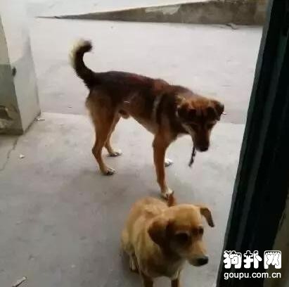 我做了一個動作，流浪狗秒懂，好聰明啊！