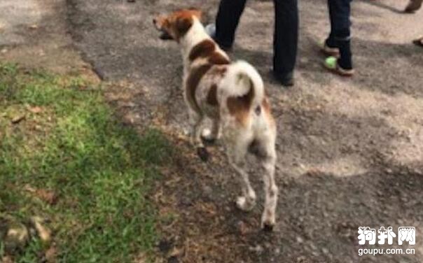 為送主人最后一程，忠犬緊追送葬車隊，奔跑數里累倒墓前
