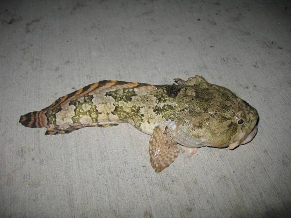 三花五羅都是什么魚