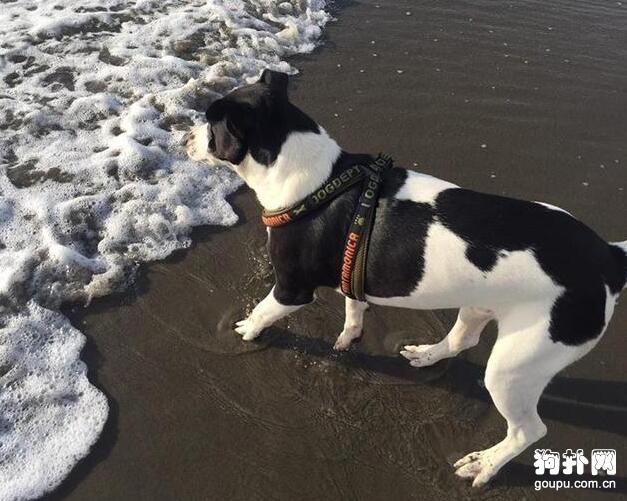斑馬狗？奶牛狗？狗狗毛色太特別，總是被認錯