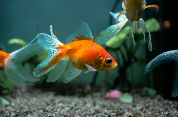 金魚的繁殖方式