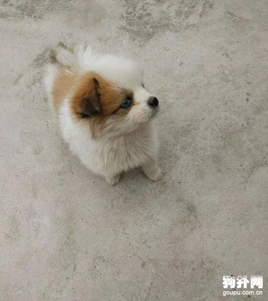 男孩撿回流浪狗，父母看了一眼竟直接丟掉……