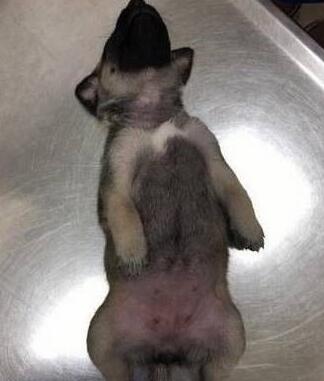 愛睡覺的狗狗，運氣都不會太差!