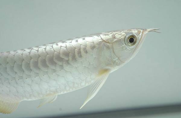 龍魚怎么繁殖
