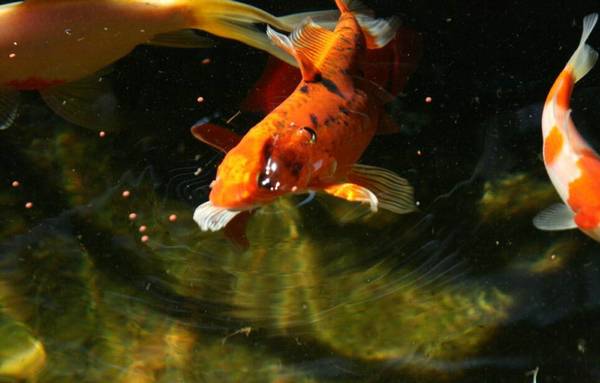 魚是怎么懷孕的