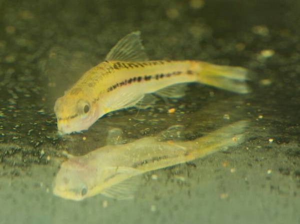 泥鰍魚吃什么