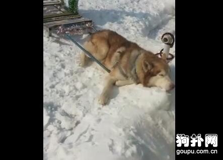 狗狗圣誕節拉客賺錢，累趴在雪地上，主人被罵了！