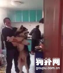 大狗狗賴在廚房不走，主人連拖帶拽推不動，吃成這樣也是服了