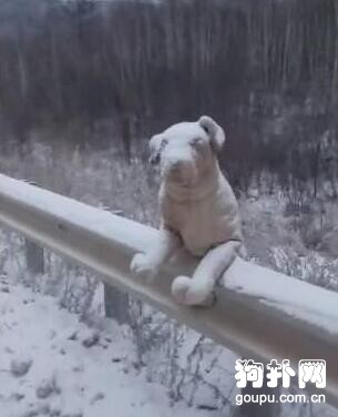 防護欄上趴著一只凍僵的狗狗，網友下車查看后氣得罵娘