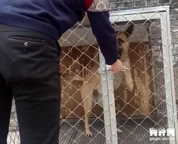 騙狗狗進籠，狗子下一秒的舉動說明它剛才只是假意配合