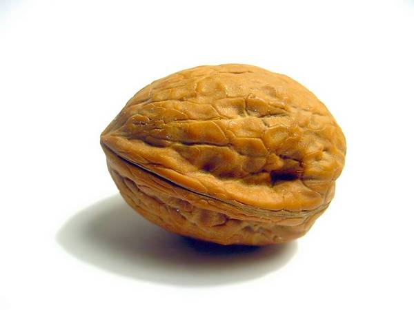 狗狗可以吃核桃嗎