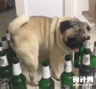 狗狗被一圈啤酒瓶給堵了，誰想的損招？！