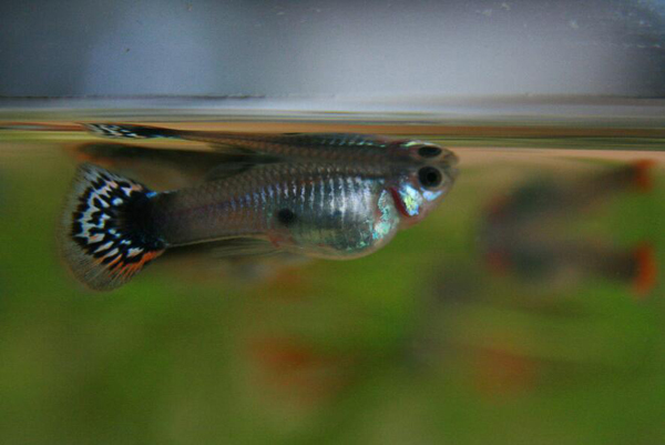 孔雀魚生產過程要多久