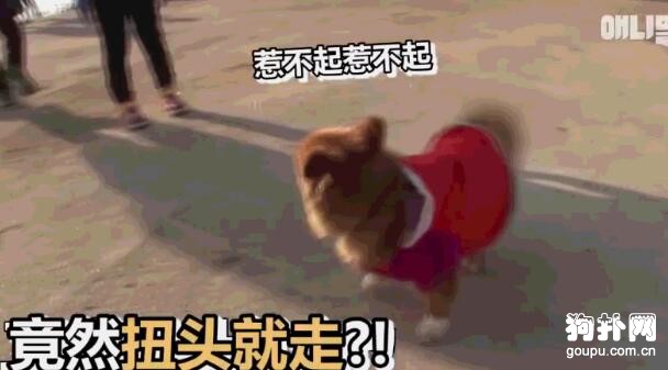 囂張的狗子被雞群圍住狠狠教訓了一頓，被啄得懷疑狗生