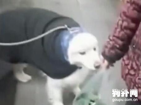 大白狗被迫穿上大棉襖，委屈得快哭了