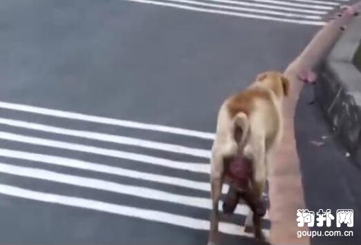 流浪狗母犬被無情驅趕，眼見著要難產，終于有好心人出手了
