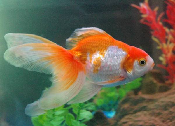 金魚為什么沉底不動