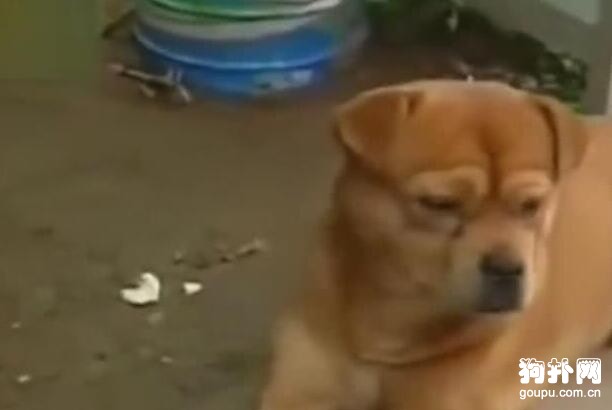 狗狗被拋棄卻不自知，堅持每天去車站等主人回來
