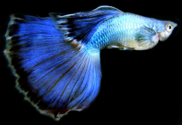 孔雀魚尾巴開叉