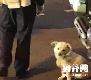 這么冷的夜晚，流浪狗緊跟交警不走！