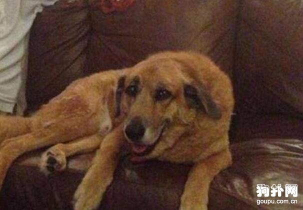愛犬臨死前為主人準備了一份告別禮物，用心良苦！