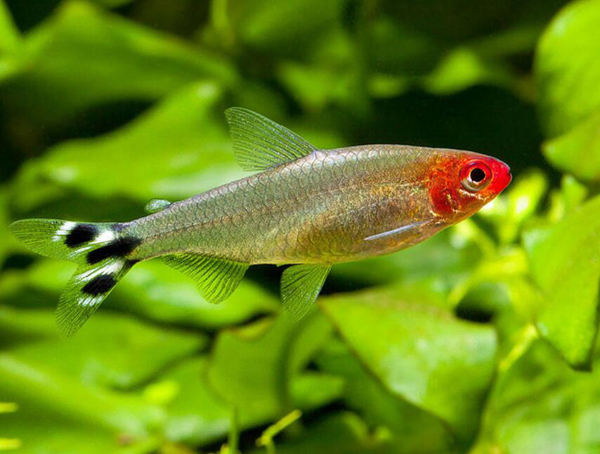 草缸適合養什么魚