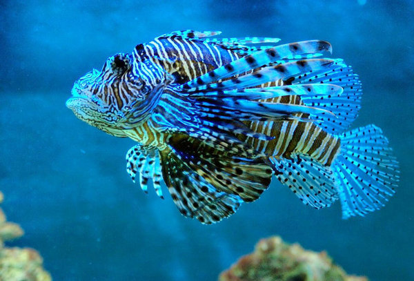 魚為什么逆流而上